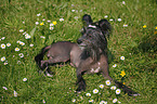 Chinese Crested Dog