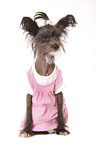 Chinese Crested Dog