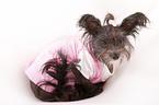 Chinese Crested Dog