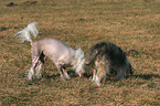 2 Chinese Crested Dogs