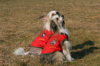 2 Chinese Crested Dogs