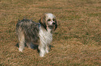 standing Chinese Crested Dog Powderpuff