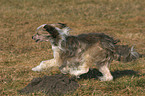 running Chinese Crested Dog Powderpuff