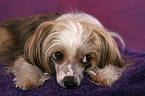 lying Chinese Crested Dog Powderpuff