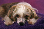 lying Chinese Crested Dog Powderpuff