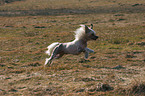 running Chinese Crested Dog