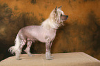 standing Chinese Crested Dog