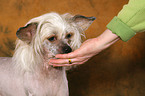 feeding a Chinese Crested Dog