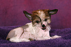 lying Chinese Crested Dog Puppy