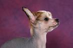 Chinese Crested Dog Puppy Portrait