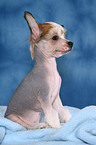 sitting Chinese Crested Dog Puppy