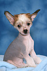 sitting Chinese Crested Dog Puppy