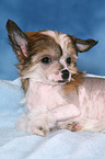 lying Chinese Crested Dog Puppy