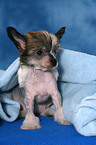 sitting Chinese Crested Dog Puppy