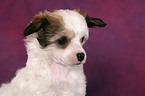 Chinese Crested Dog Powderpuff Puppy Portrait