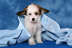 sitting Chinese Crested Dog Powderpuff Puppy