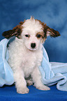 sitting Chinese Crested Dog Powderpuff Puppy