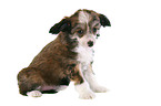 Chinese Crested Dog Powderpuff Puppy