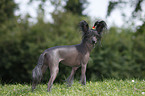 Chinese Crested