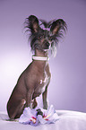 sitting Chinese Crested