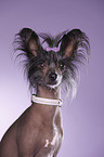 Chinese Crested Portrait