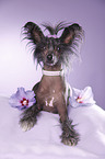 lying Chinese Crested