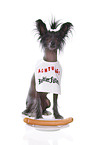 sitting Chinese Crested