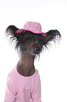 Chinese Crested Portrait