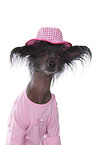 Chinese Crested Portrait