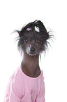 Chinese Crested Portrait