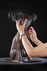 sitting Chinese Crested