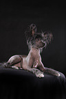 lying Chinese Crested