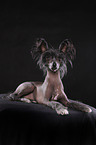 lying Chinese Crested