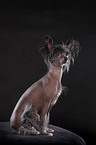 sitting Chinese Crested