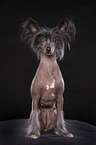 sitting Chinese Crested