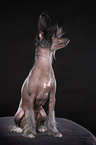 sitting Chinese Crested