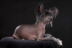 lying Chinese Crested