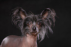 Chinese Crested Portrait