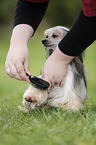 Chinese Crested Powderpuff