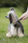 Chinese Crested Powderpuff