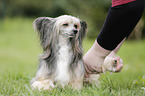 Chinese Crested Powderpuff