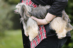 Chinese Crested Powderpuff