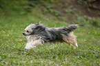 Chinese Crested Powderpuff