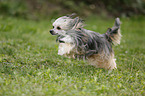 Chinese Crested Powderpuff