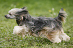 Chinese Crested Powderpuff