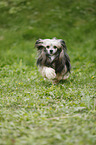 Chinese Crested Powderpuff