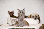 Oriental Shorthair kitten