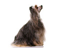 sitting Chinese Crested Dog Powder Puff