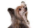 Chinese Crested Dog Powder Puff Portrait