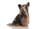 sitting Chinese Crested Dog Powder Puff